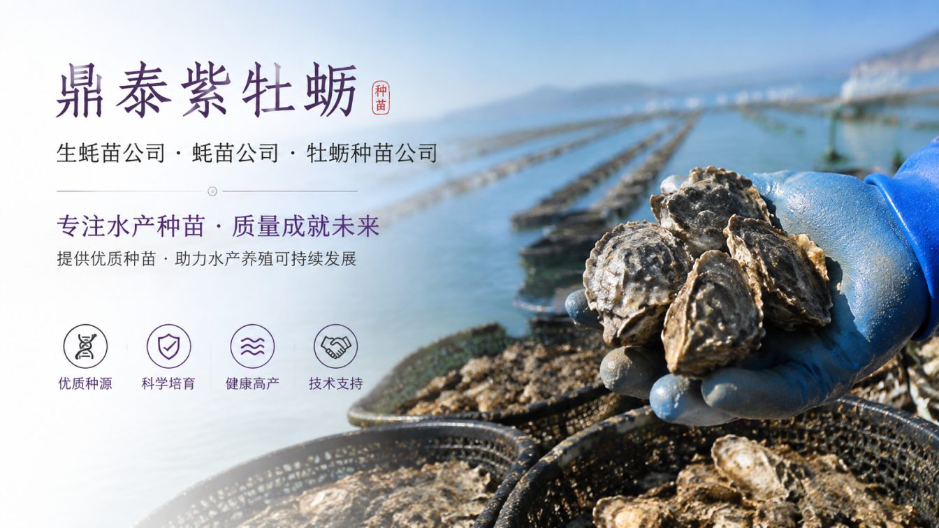 为南北养殖场提供三倍体生蚝苗方案